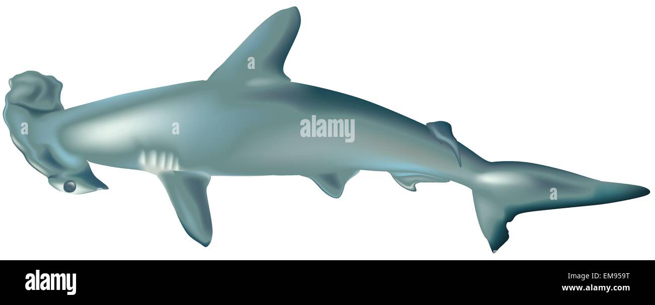 Shark Stock Vector
