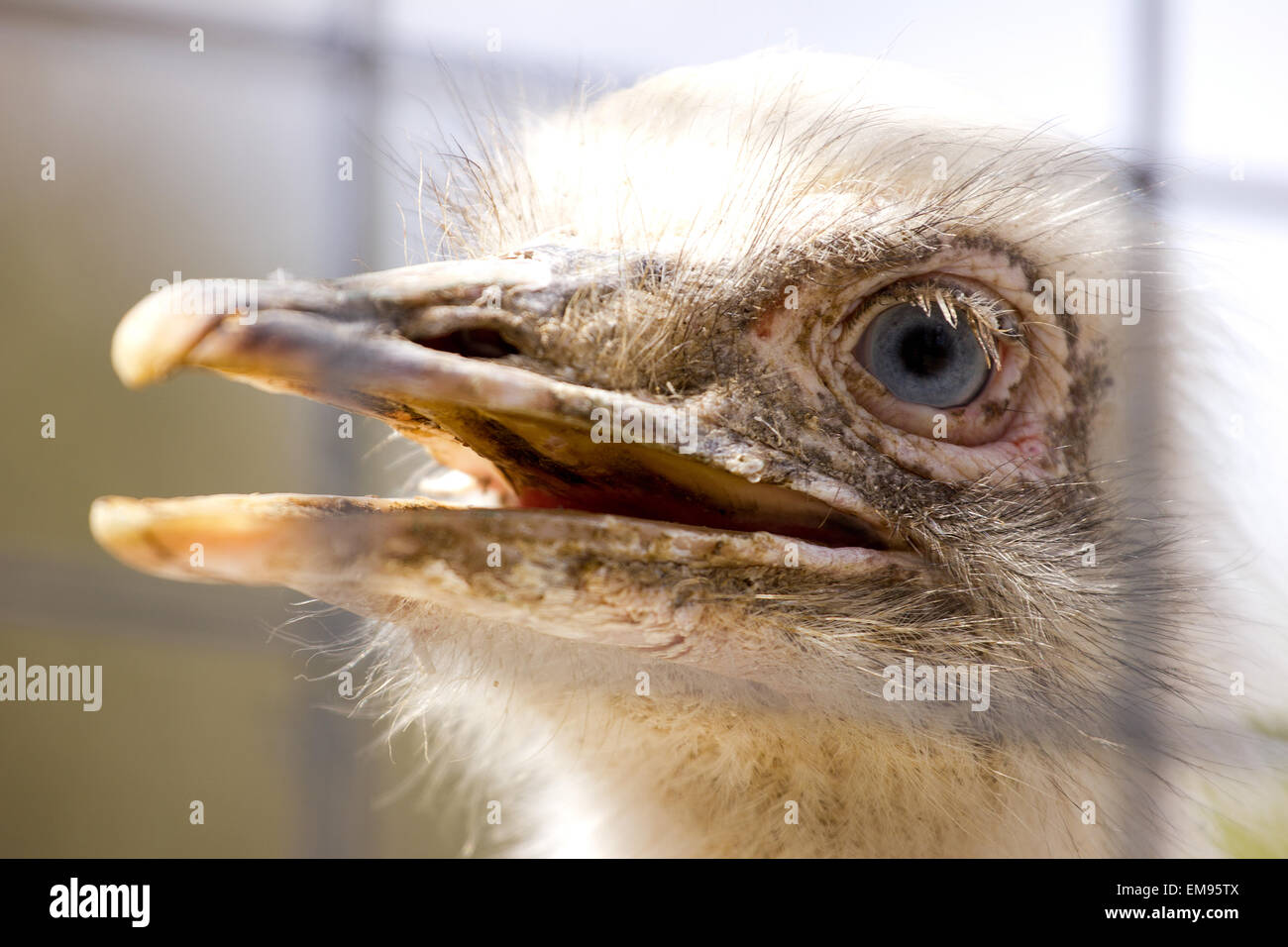 Portrait of white rhea americana Stock Photo