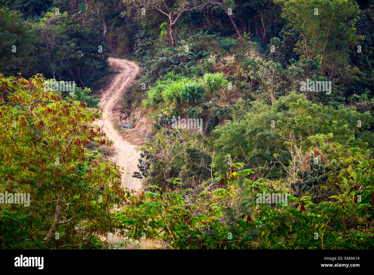 Empty rural road going through tropical forest landscape. Amazing bright colors of nature. Myanmar (Burma) Stock Photo