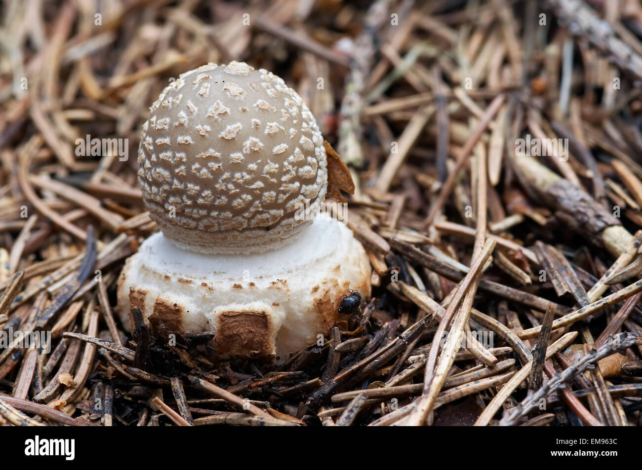 sacred mushroom - blusher - poisonous mushroom - toadstool spissa Stock Photo