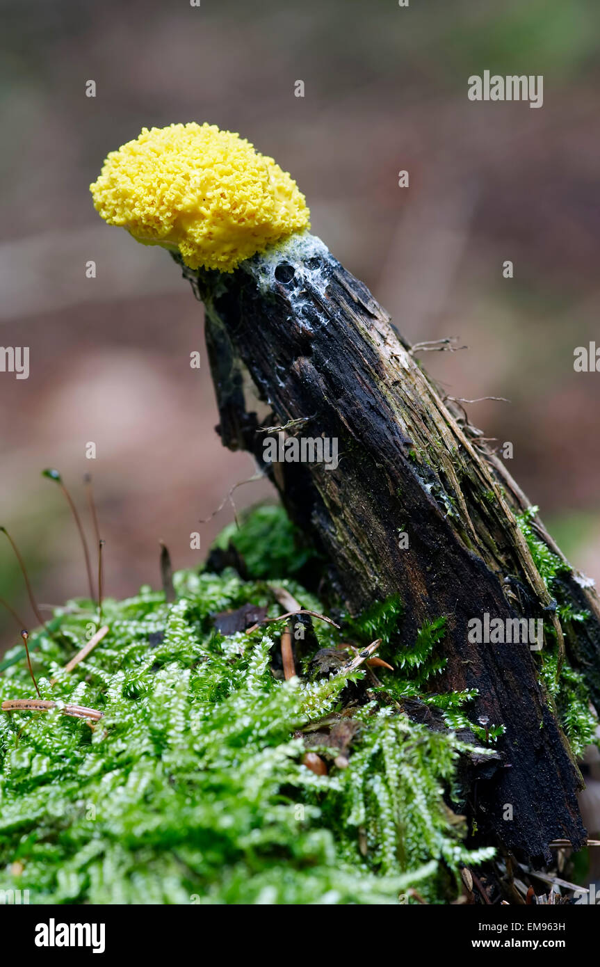 slime mould - mushroom Stock Photo