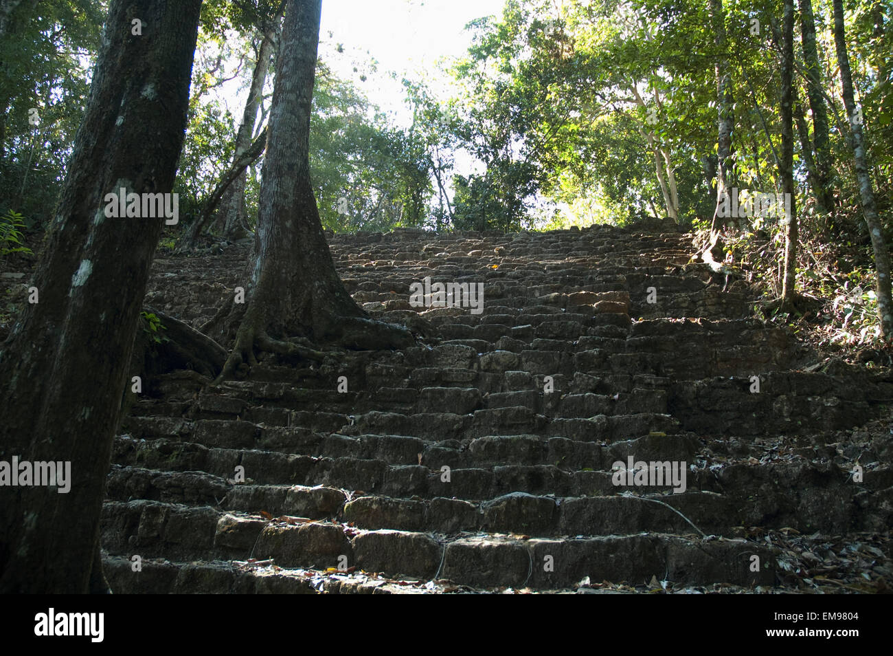 Jungle Growing Over The Acropolis, Bonampak, Chiapas, Mexico Stock