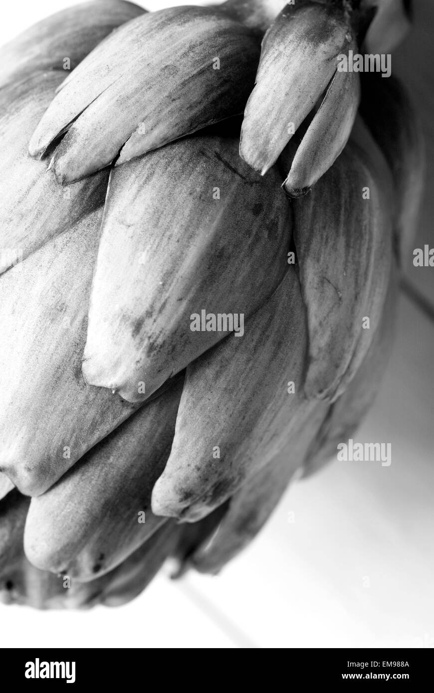 Still life food image of Globe Artichoke Stock Photo