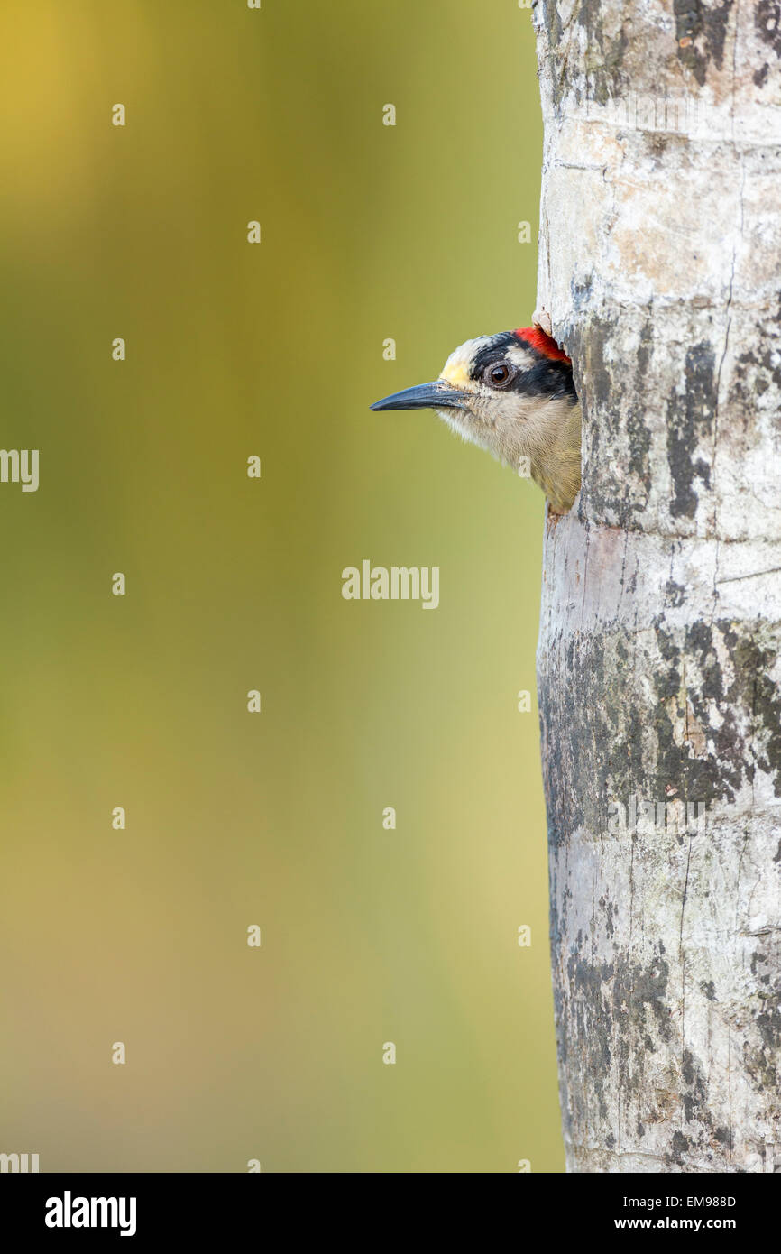 Black-cheeked Woodpecker Melanerpes pucherani peering out of nest hole, Costa Rica Stock Photo