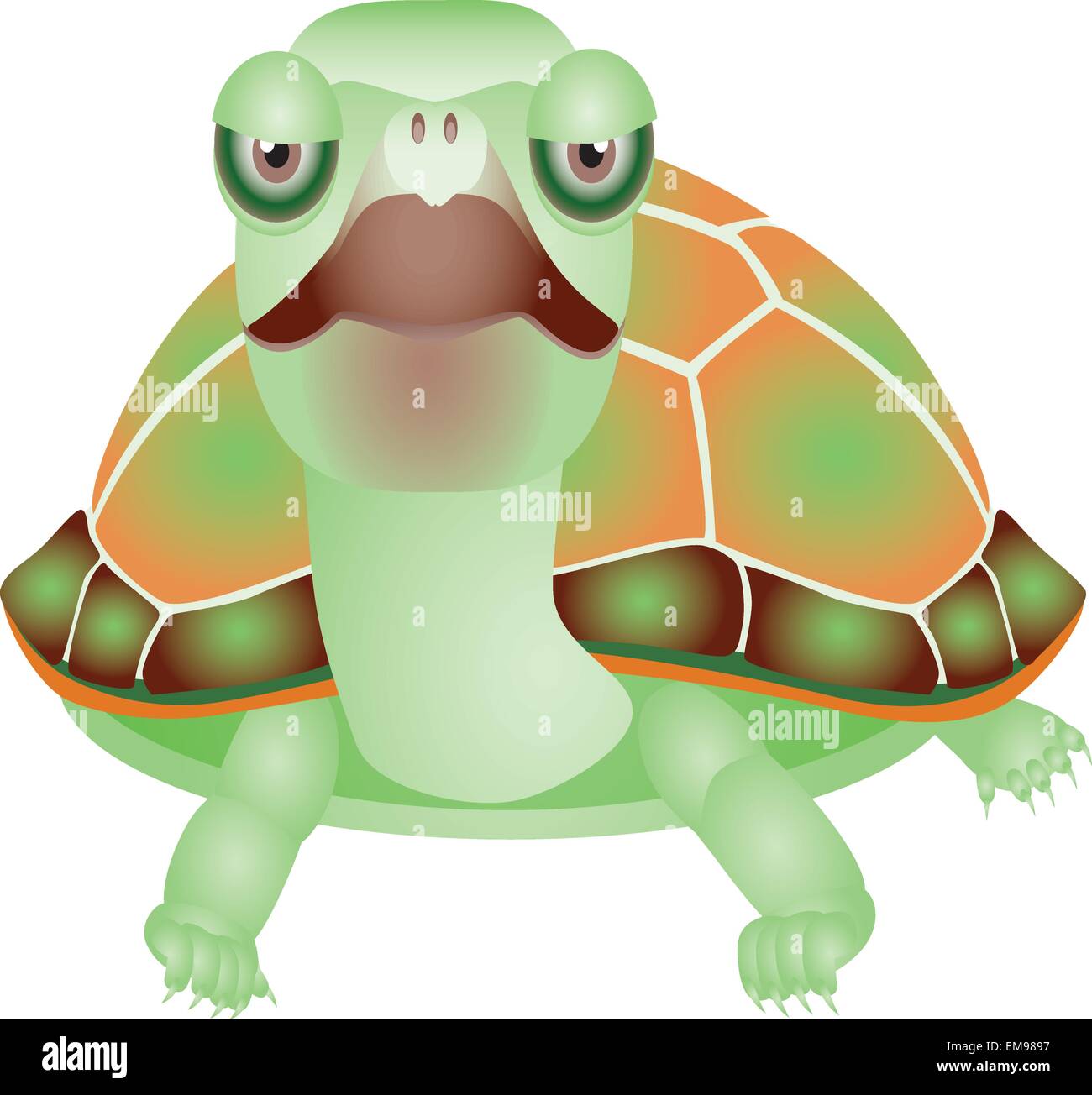 illustration of isolated turtle on white Stock Vector Image & Art - Alamy