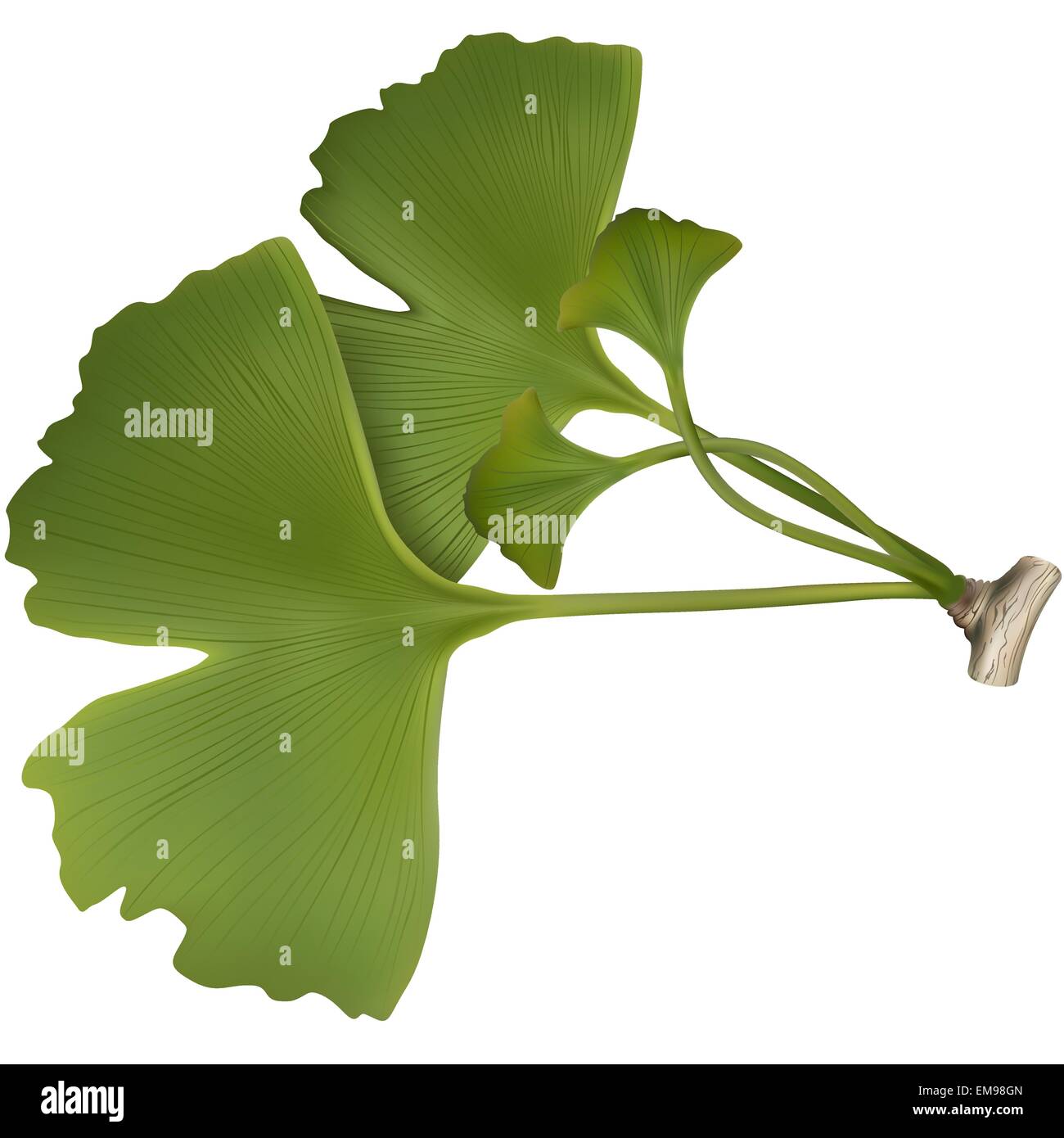 Ginkgo Stock Vector Image & Art Alamy