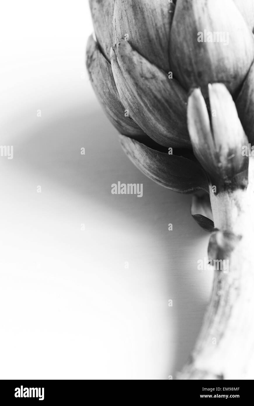 Still life food image of Globe Artichoke Stock Photo