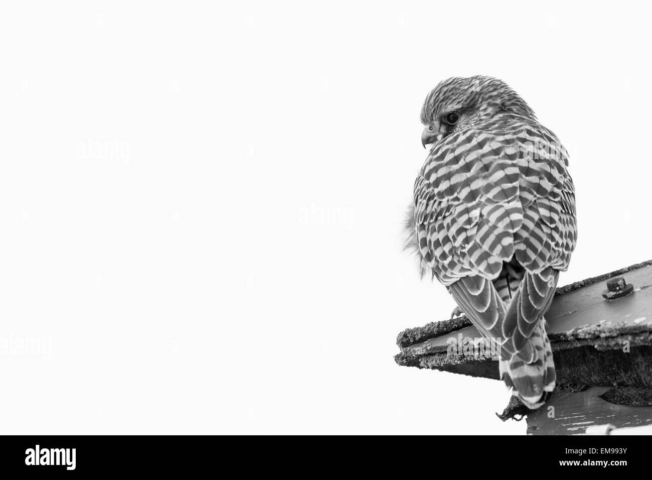 Black and white image Common Kestrel Falco tinnunculus on lookout, Welney WWT, Norfolk, UK. Stock Photo
