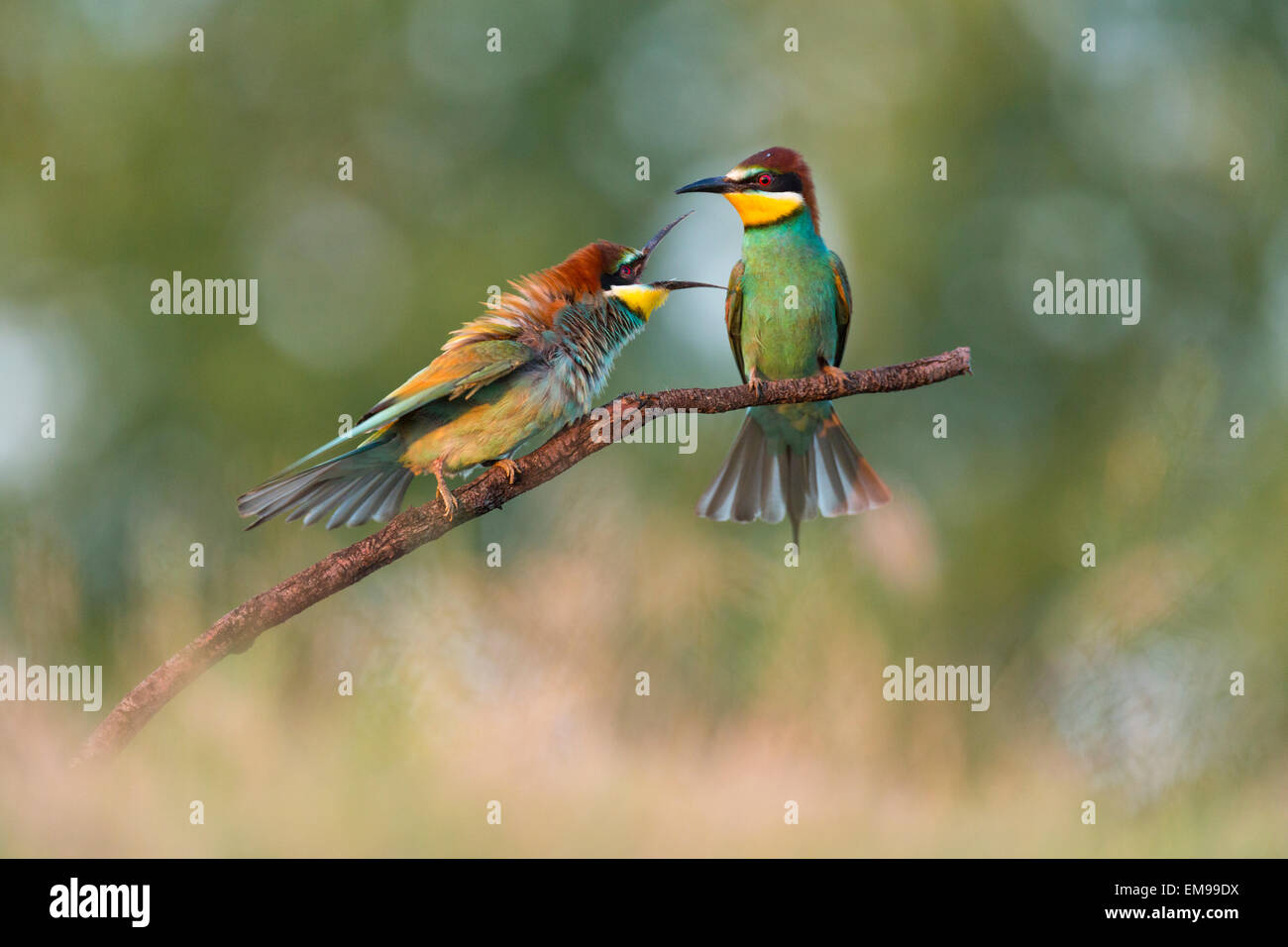Pair of European Bee-eater Merops apiaster in aggressive action towards another, Hortobagy National Park, Hungary, June, 2013. Stock Photo