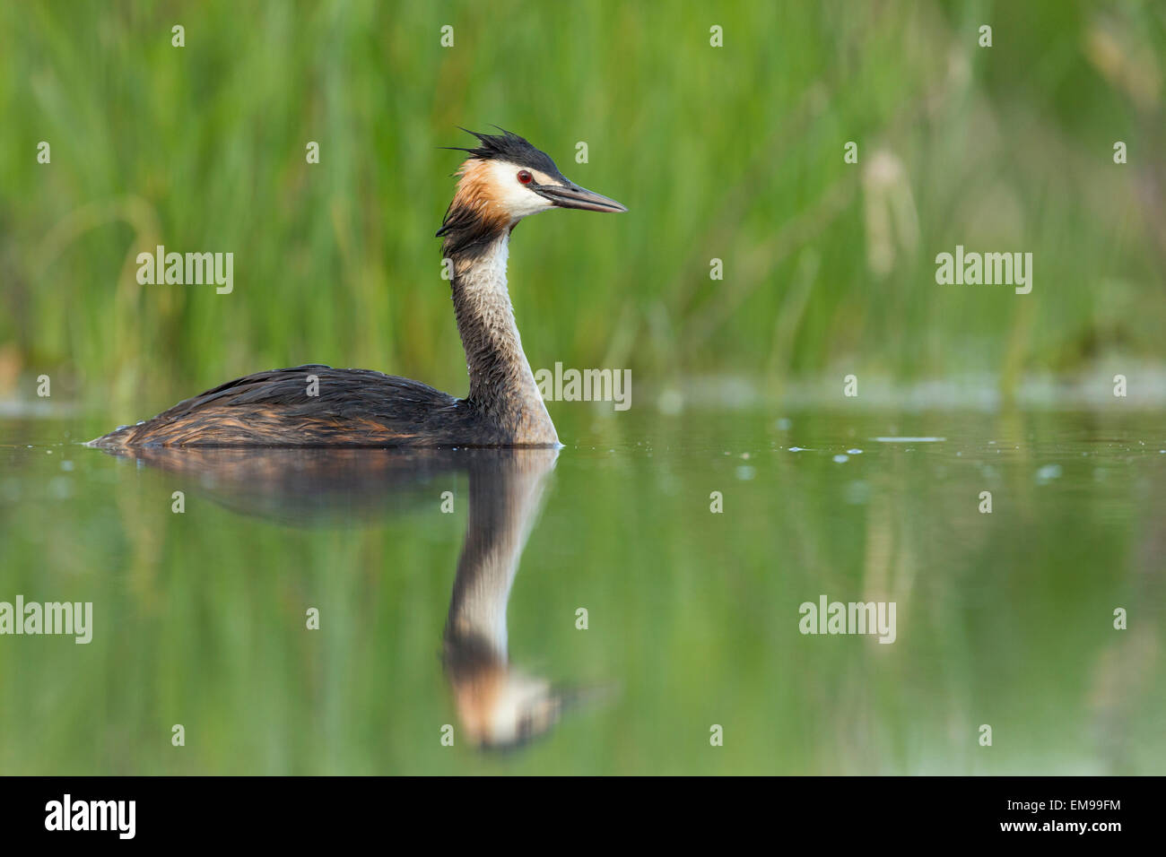Adult Great crested Grebe Podiceps cristatus swimming in marsh with lush green foliage in background Tiszaalpár, Hungary Stock Photo