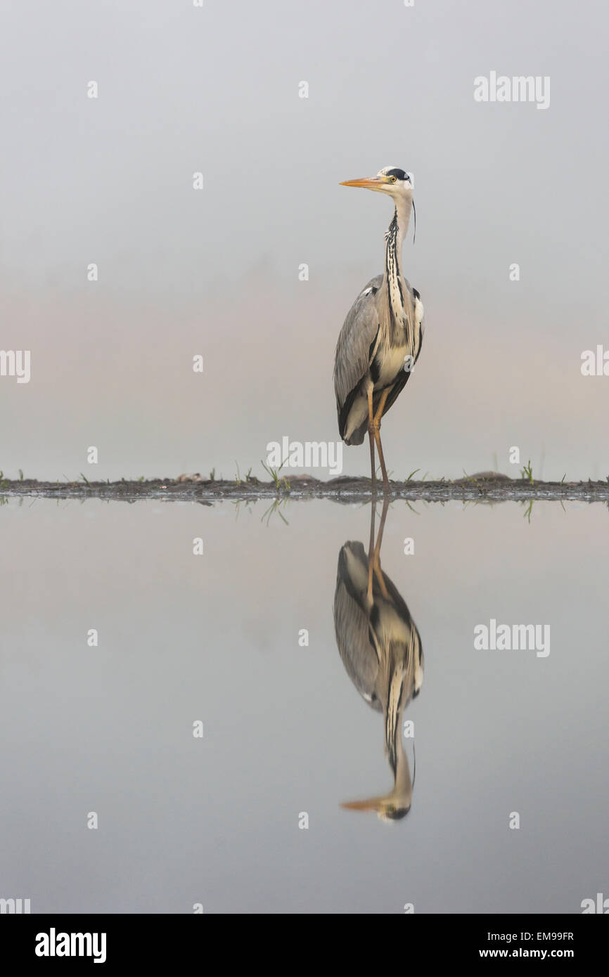 Single Grey Heron Ardea cinerea standing on waters edge with reflection, Pusztaszer, Hungary Stock Photo