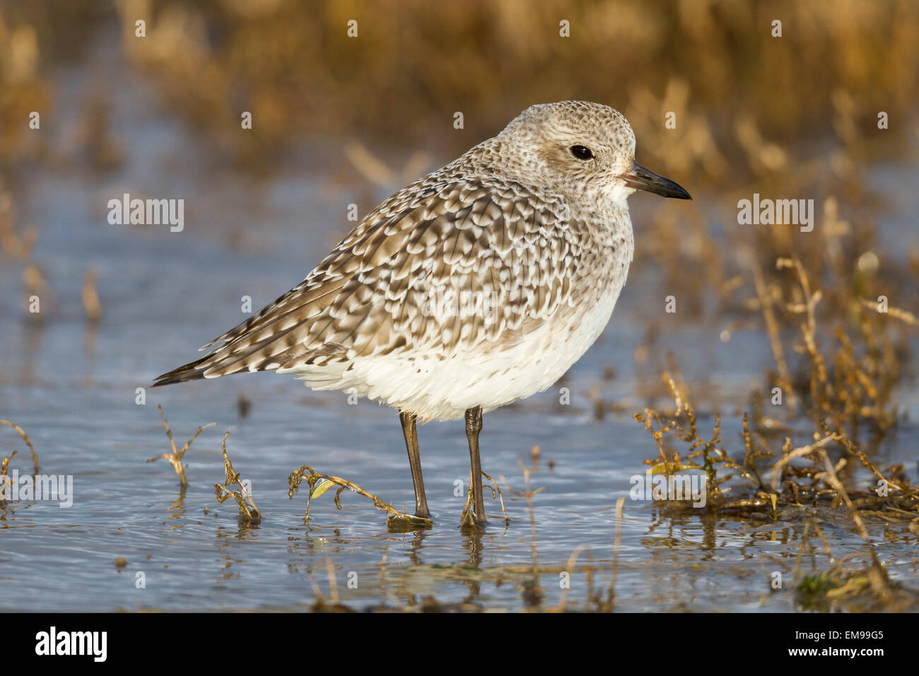 Single Grey Plover Pluvialis squatarola side profile standing in shallow brackish pool Burnham Overy Staithe Norfolk Stock Photo