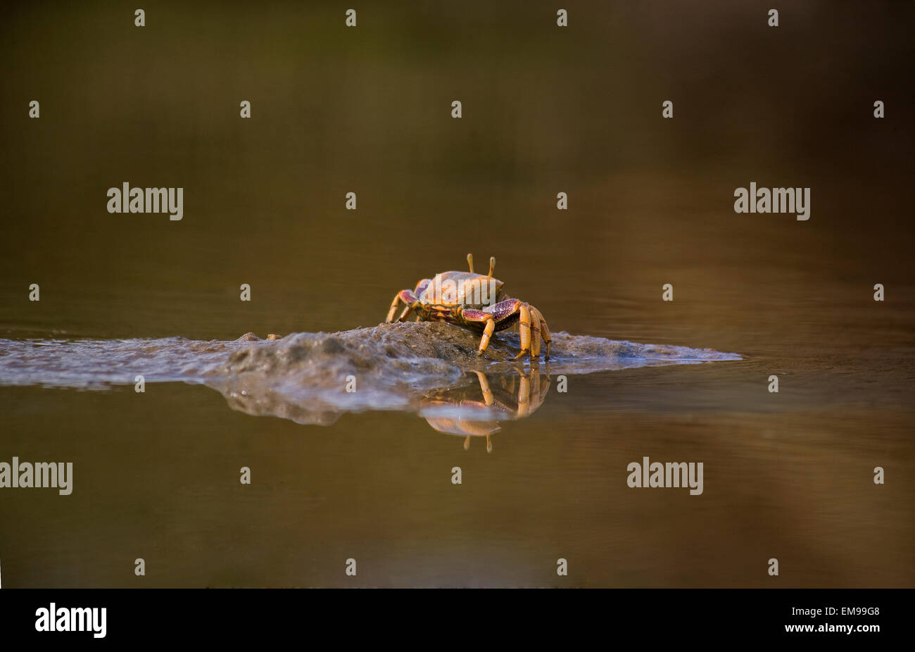 The Atlantic marsh fiddler crab, Uca pugnax feeding at Natural Park of Los Torunos, Cadiz, Spain Stock Photo