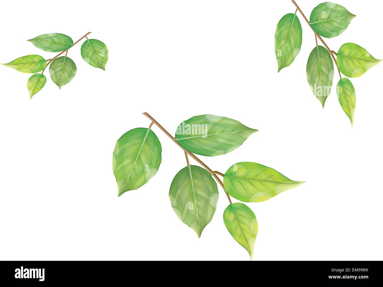 green leaves. Vector illustration Stock Vector Image & Art - Alamy