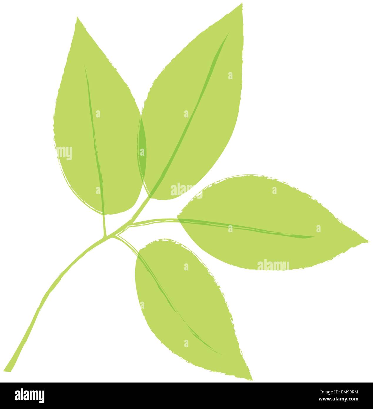 green leaves. Vector illustration Stock Vector Image & Art - Alamy