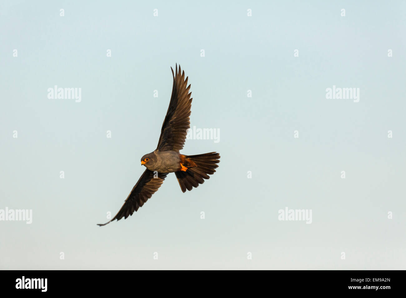 Male Red-footed Falcon (Falco vespertinus) in flight wing and tail outstretched, Hortobagy National Park, Hungary, June, 2012. Stock Photo