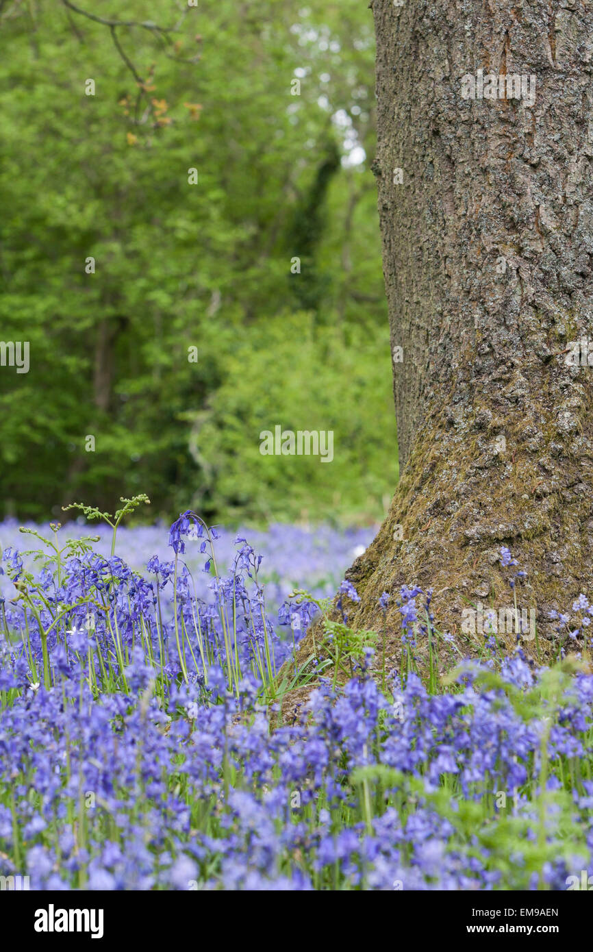 Common Bluebell Hyacinthoides non-scripta field Malvern Hills Herefordshire Stock Photo