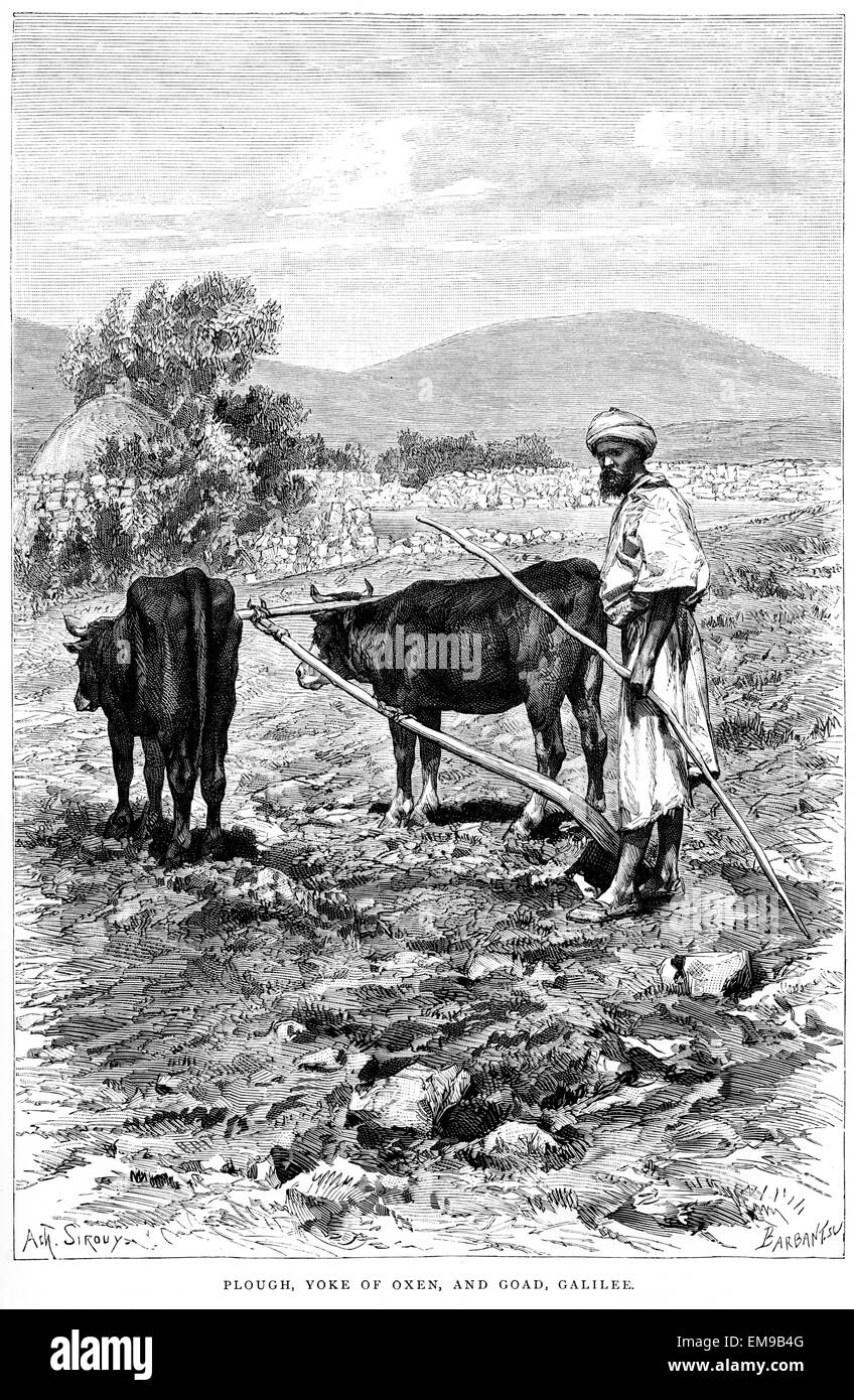 An engraving of a Plough, Yoke of Oxen and Goad, Galilee scanned at high resolution from a book printed in 1889. Stock Photo