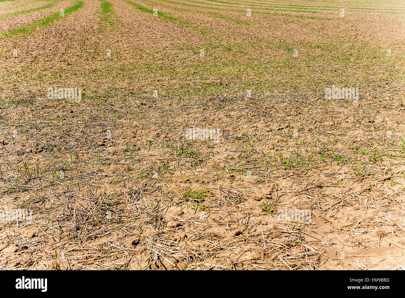background of field after harvest in bright golden color Stock Photo ...