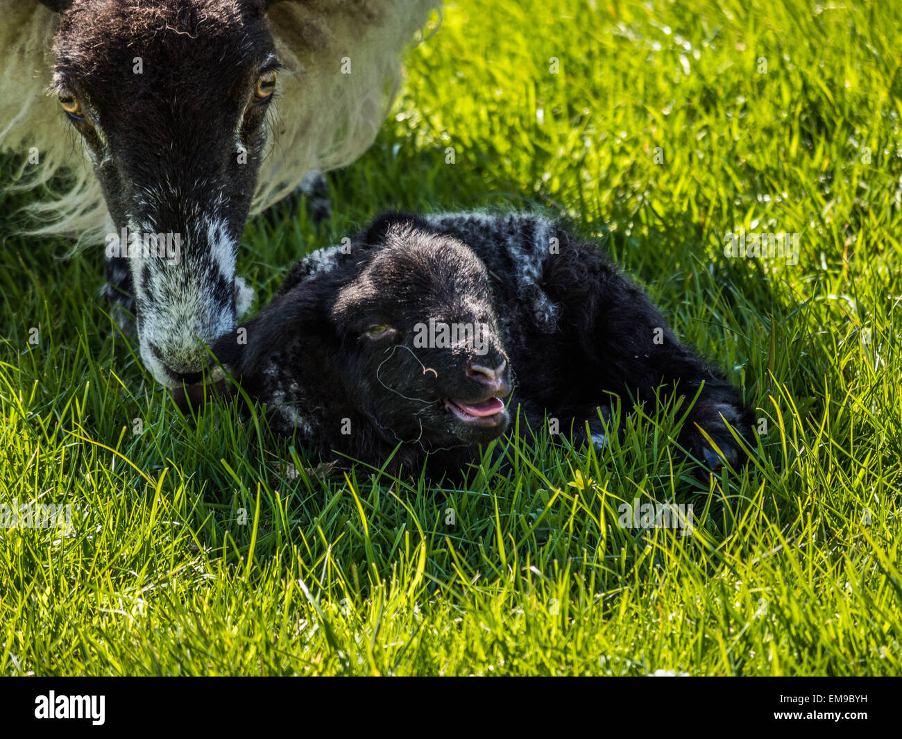 new born lamb Stock Photo Alamy