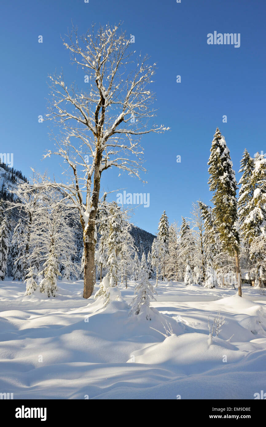 Landcape covered in deep snow near Wildbad Kreuth, Bavarian alps, Germany Stock Photo