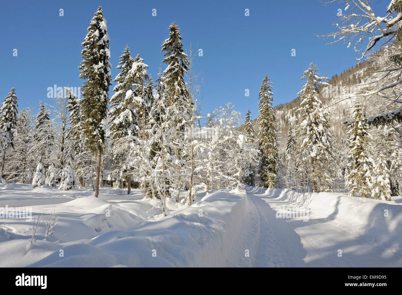 Landcape covered in deep snow near Wildbad Kreuth, Bavarian alps, Germany Stock Photo