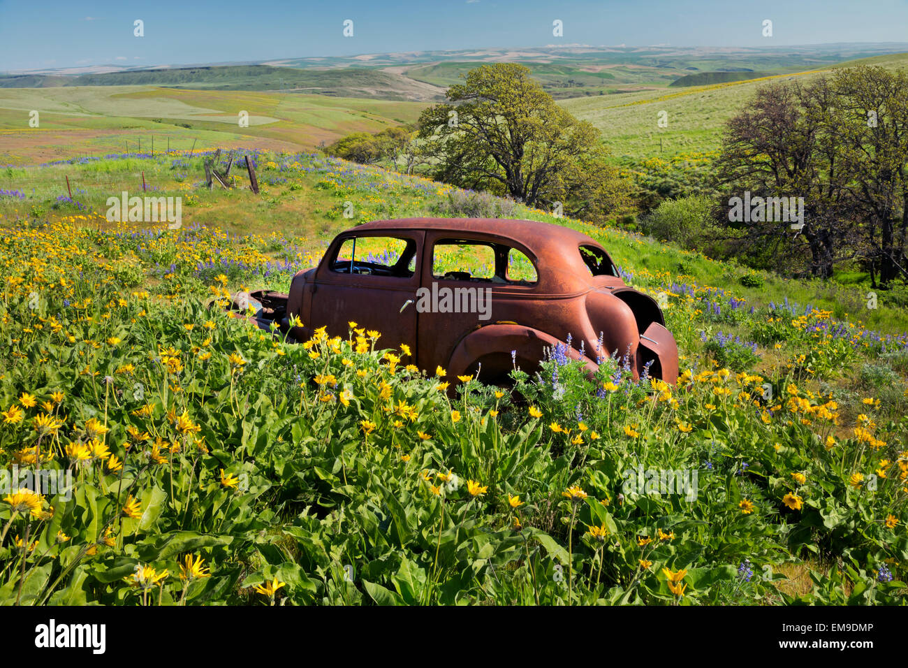 WASHINGTON - Old car rusting in a field of balsamroot and lupine at Dalles Mountain Ranch, now part of Columbia Hills State Park Stock Photo