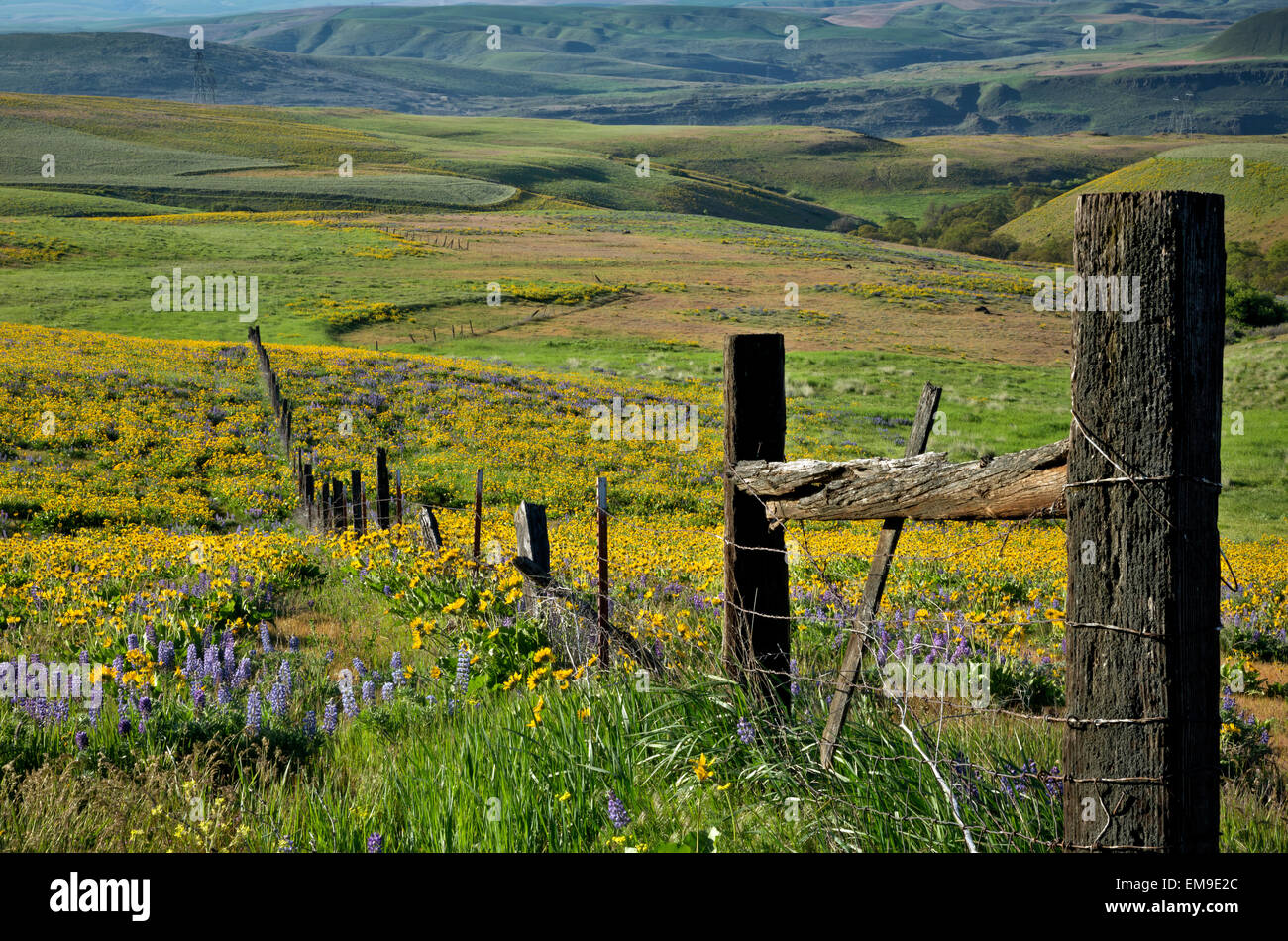 WA10367-00...WASHINGTON - Fence and wildflowers in the Dalles Mountain Ranch area of Columbia Hills State Park. Stock Photo