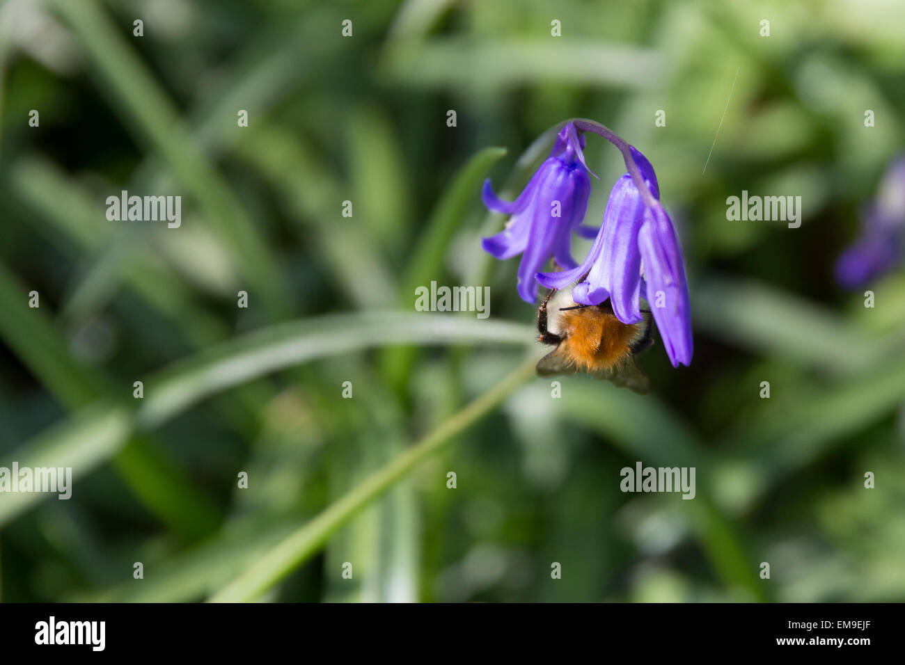 Close up of bluebell and bumble bee Stock Photo