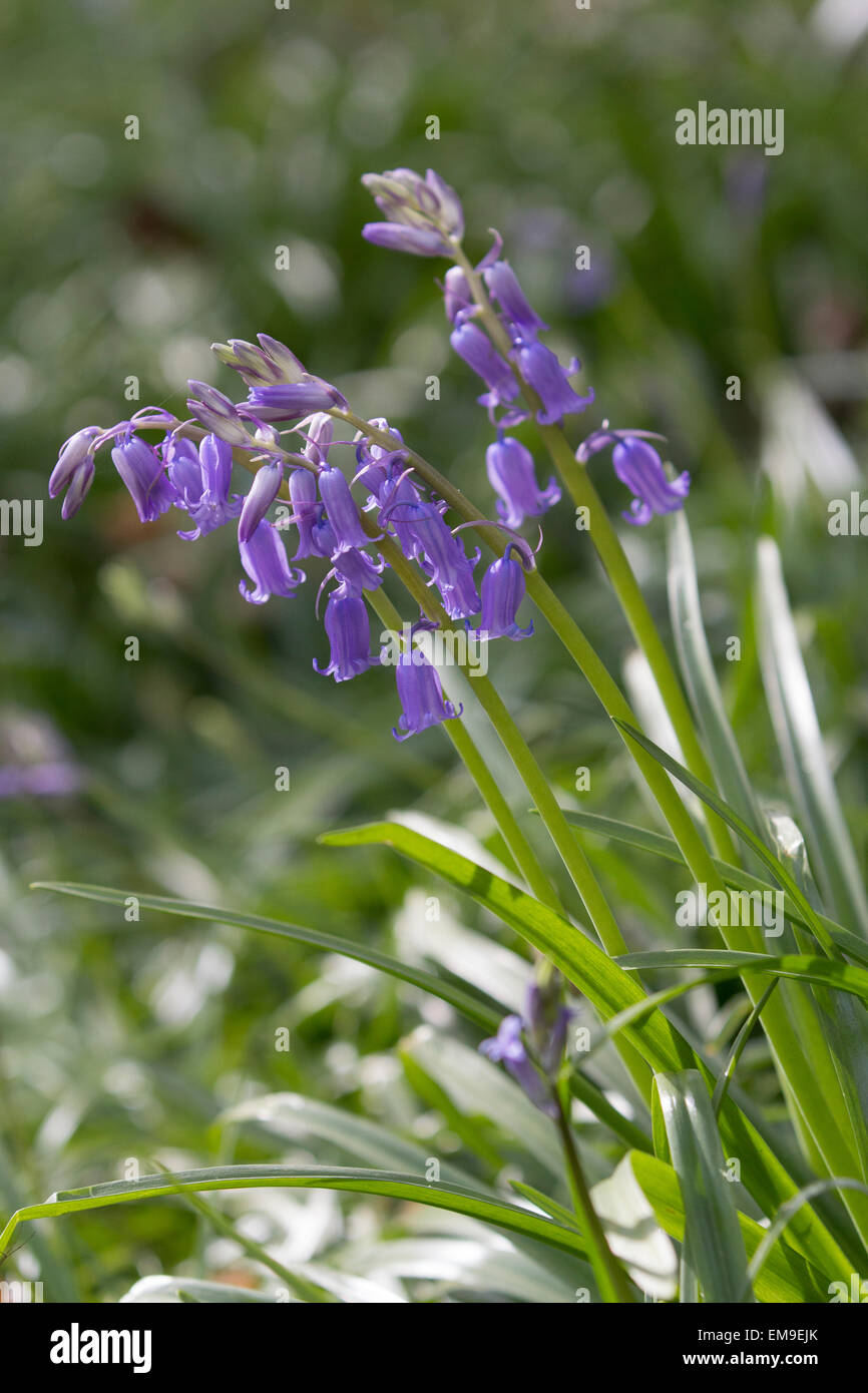 Bluebell flowers in Wanstead Park, London UK Stock Photo