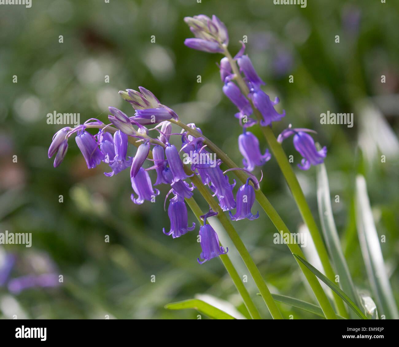 Bluebell Close up Stock Photo