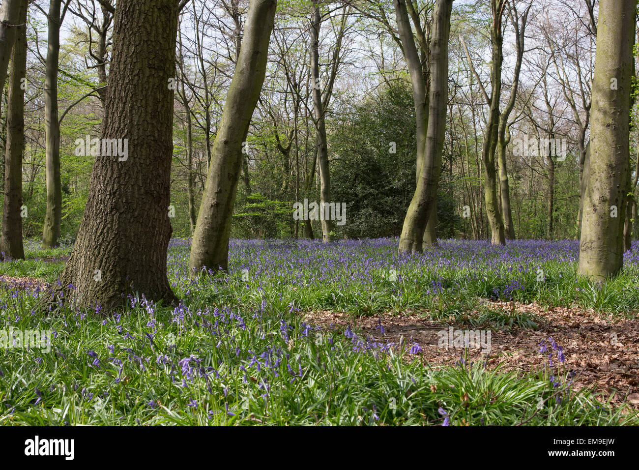 Bluebell woodland, Wanstead Park, London United Kingdom Stock Photo