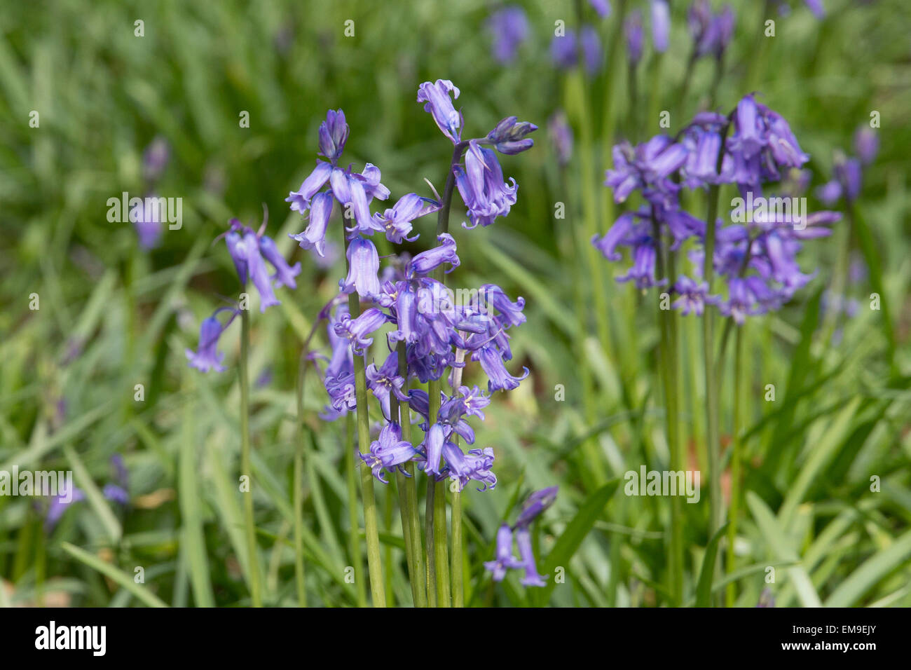 Bluebells in the sunshine in Wanstead Park, Wanstead, London, United Kingdom Stock Photo