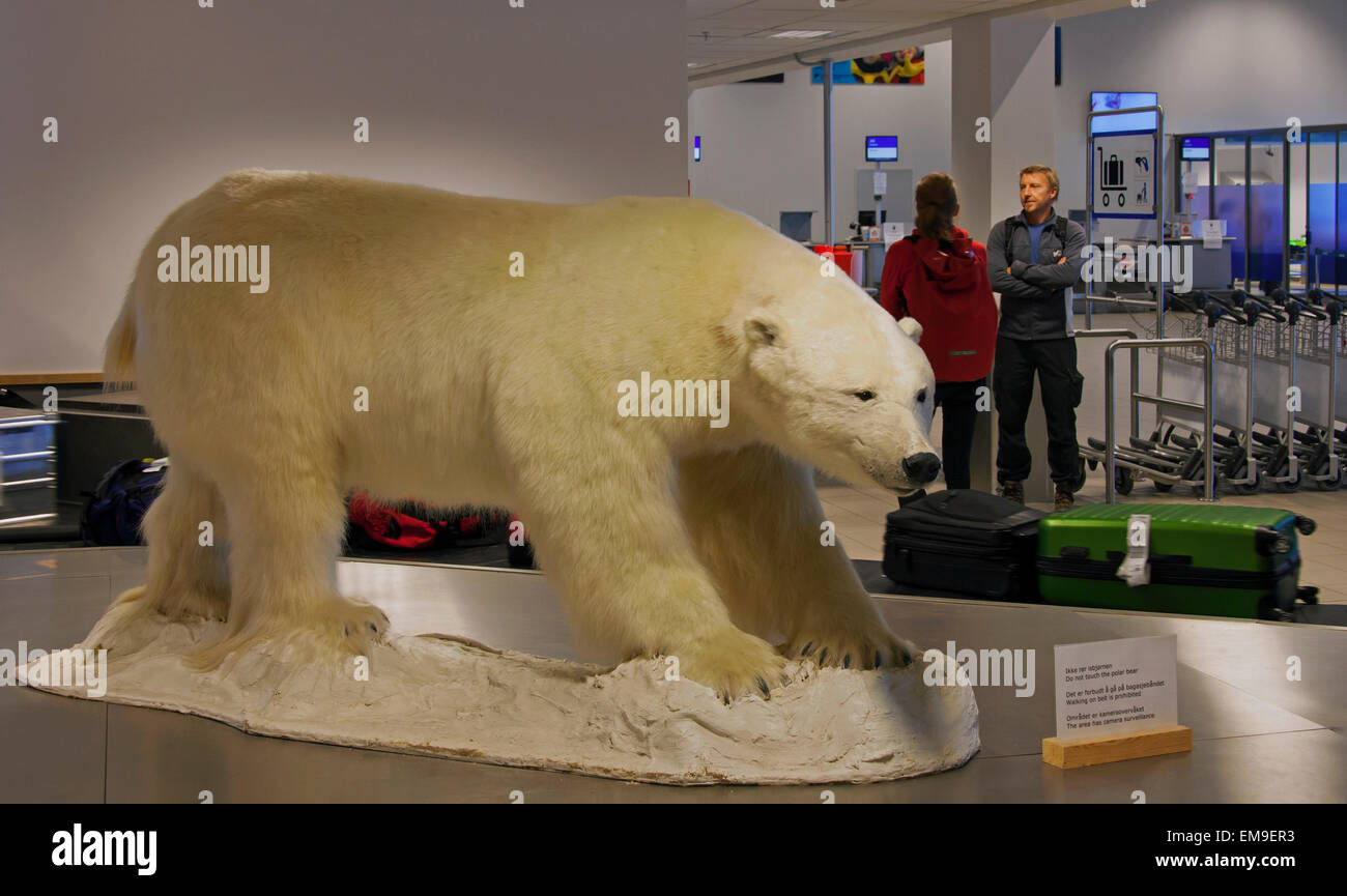 Stuffed Polar bear (Thalarctos maritimus) at the baggage claim in the Svalbard Airport, Longyear, Spitsbergen, Norway Stock Photo