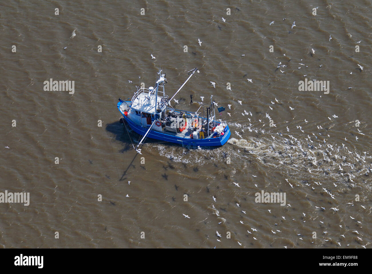 Aerial view of blue shrimp trawler boat fishing for shrimps at sea followed by seagulls Stock Photo