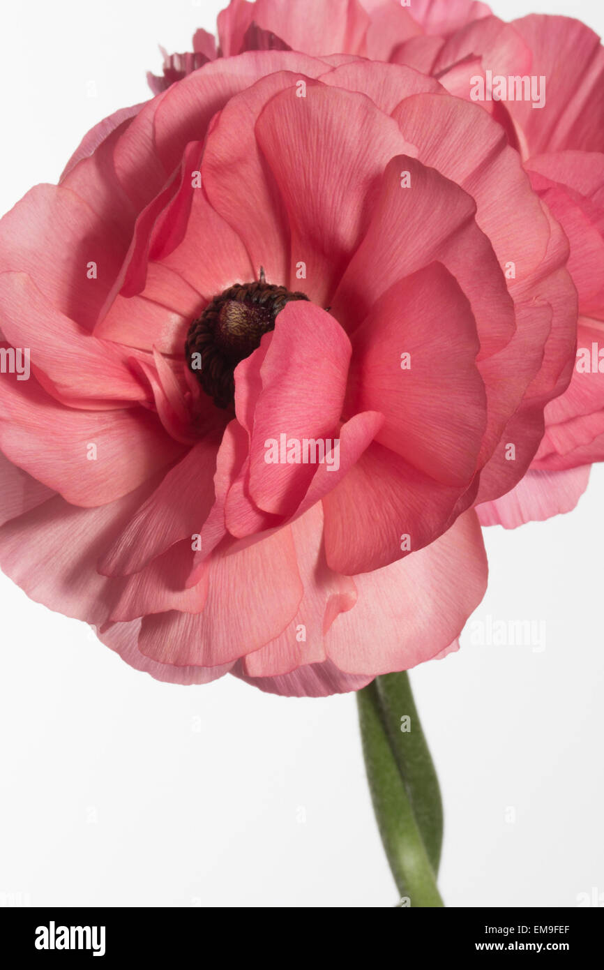 Ranunculus Asiaticus Persian Buttercup on a white background Stock Photo