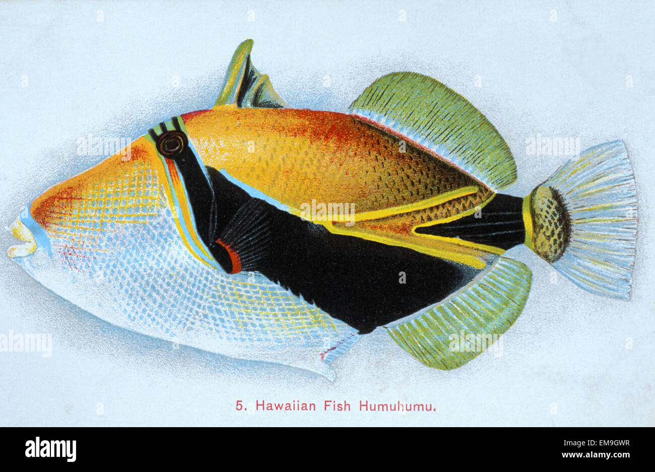 C.1905 Postcard, Hawaiian Triggerfish (Rhinecanthus Rectangulus) Or Humuhumunukunukuapuaa Stock Photo