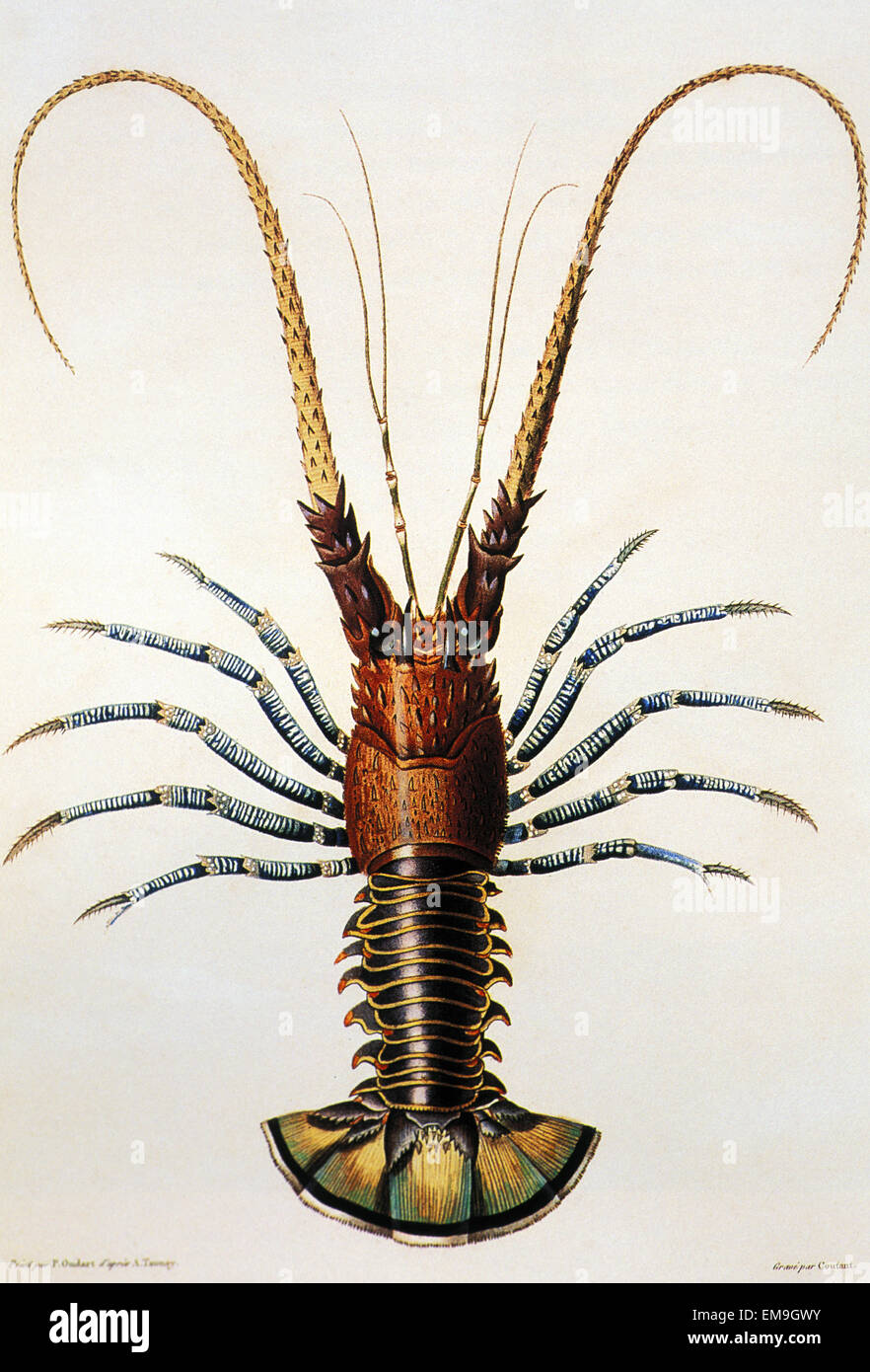 C.1816 Illustration, Hawaiian Aiian Lobster Stock Photo