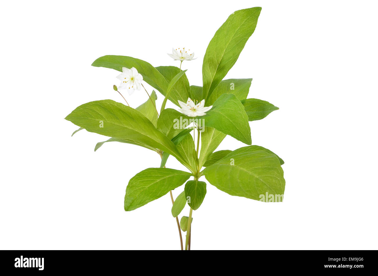 Trientalis europaea flowers isolated on white background Stock Photo