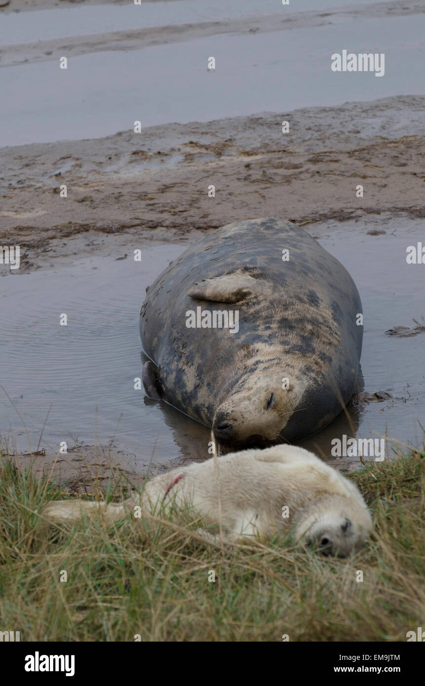 Thousands of seals gather around the wash estuary to give birth and rear young from the norfolk coast all the way up to yorkshir Stock Photo