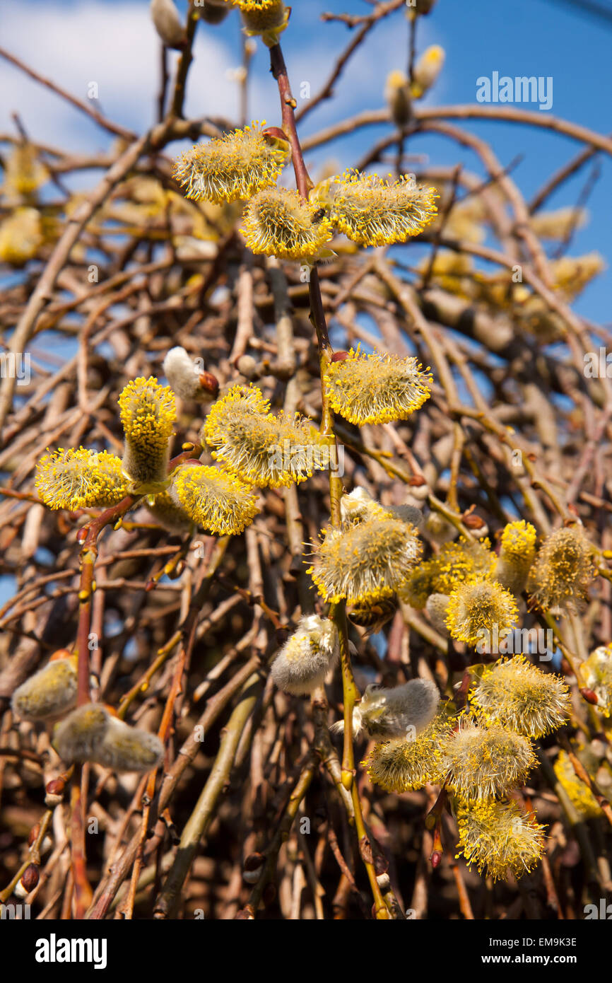 Willow branches yellow leaves hi-res stock photography and images - Alamy