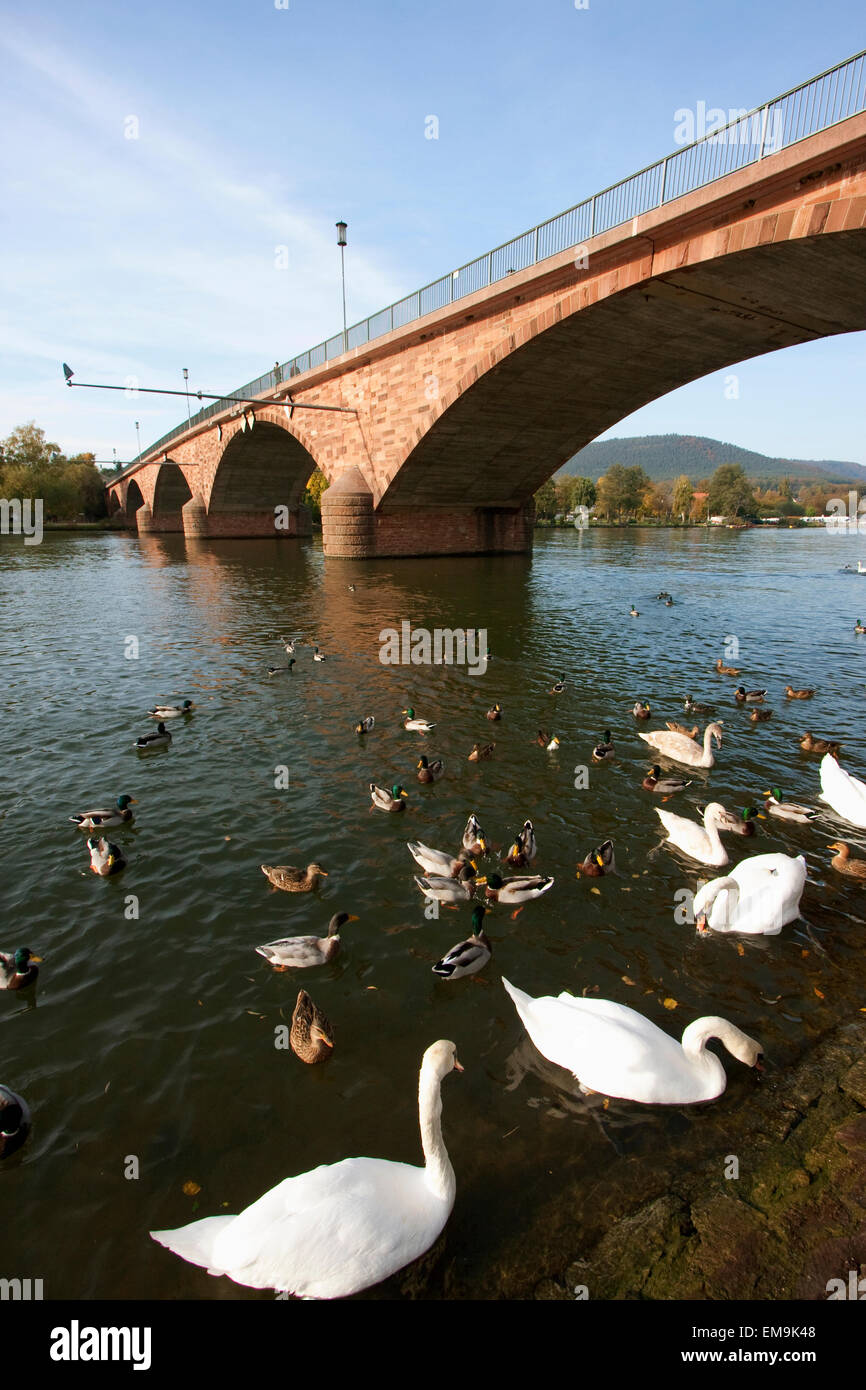 Swans And Ducks By The Bridge Over The River Main, Miltenberg, Bavaria, Germany Stock Photo