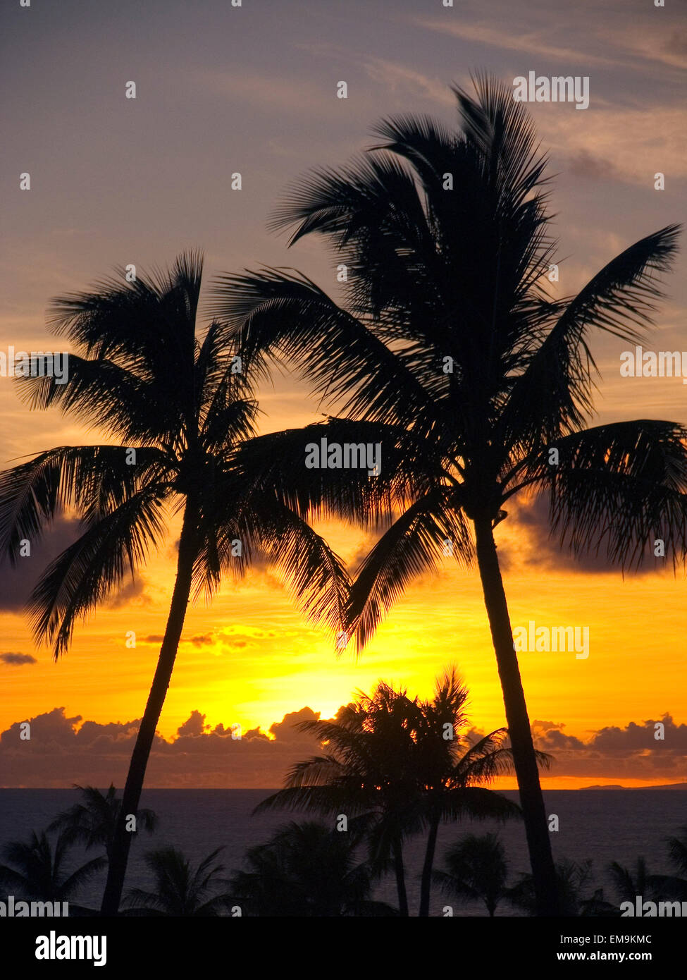 Hawaii, Maui, Kapalua, Palm Trees At Sunset Stock Photo - Alamy