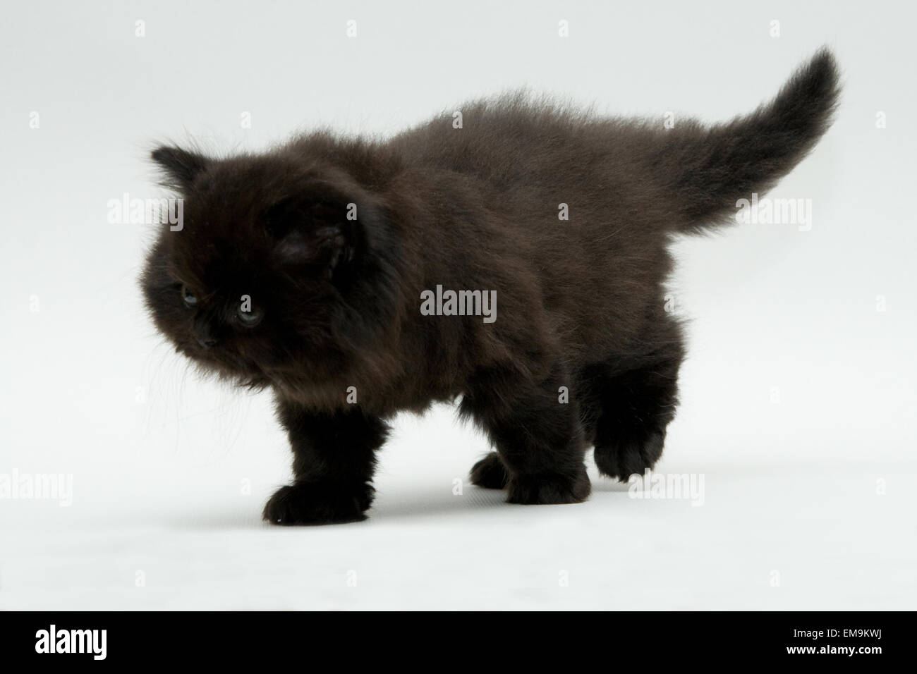 nice cute black british kitten longhair studio shot Stock Photo