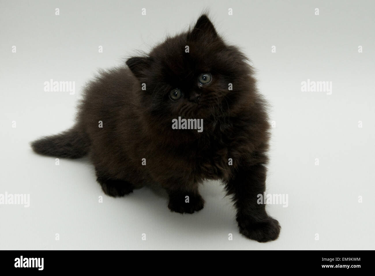 nice cute black british kitten longhair studio shot Stock Photo