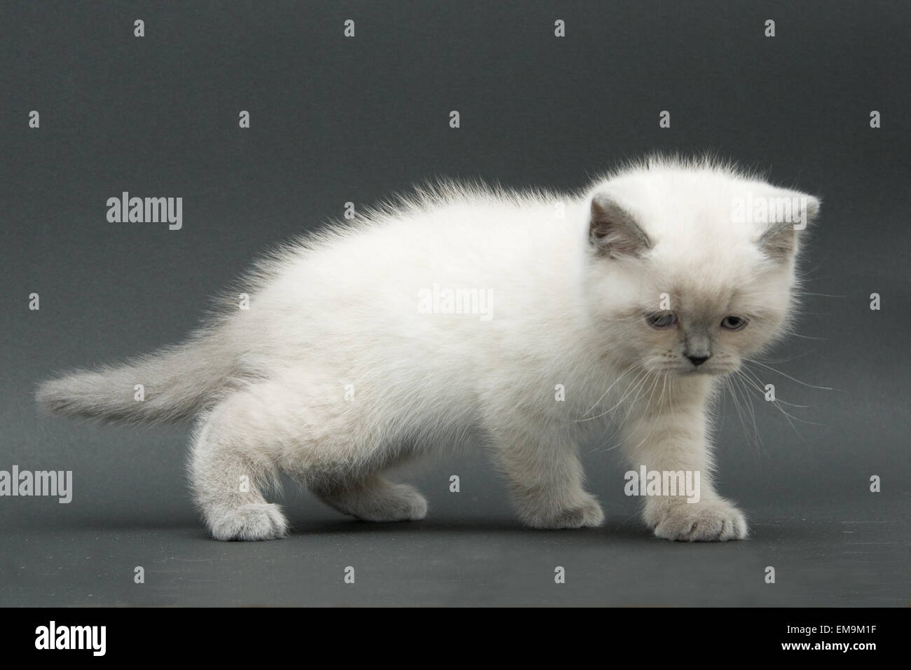 Nice Cute British Kitten Colorpoint Longhair Studio Shot Stock Photo Alamy