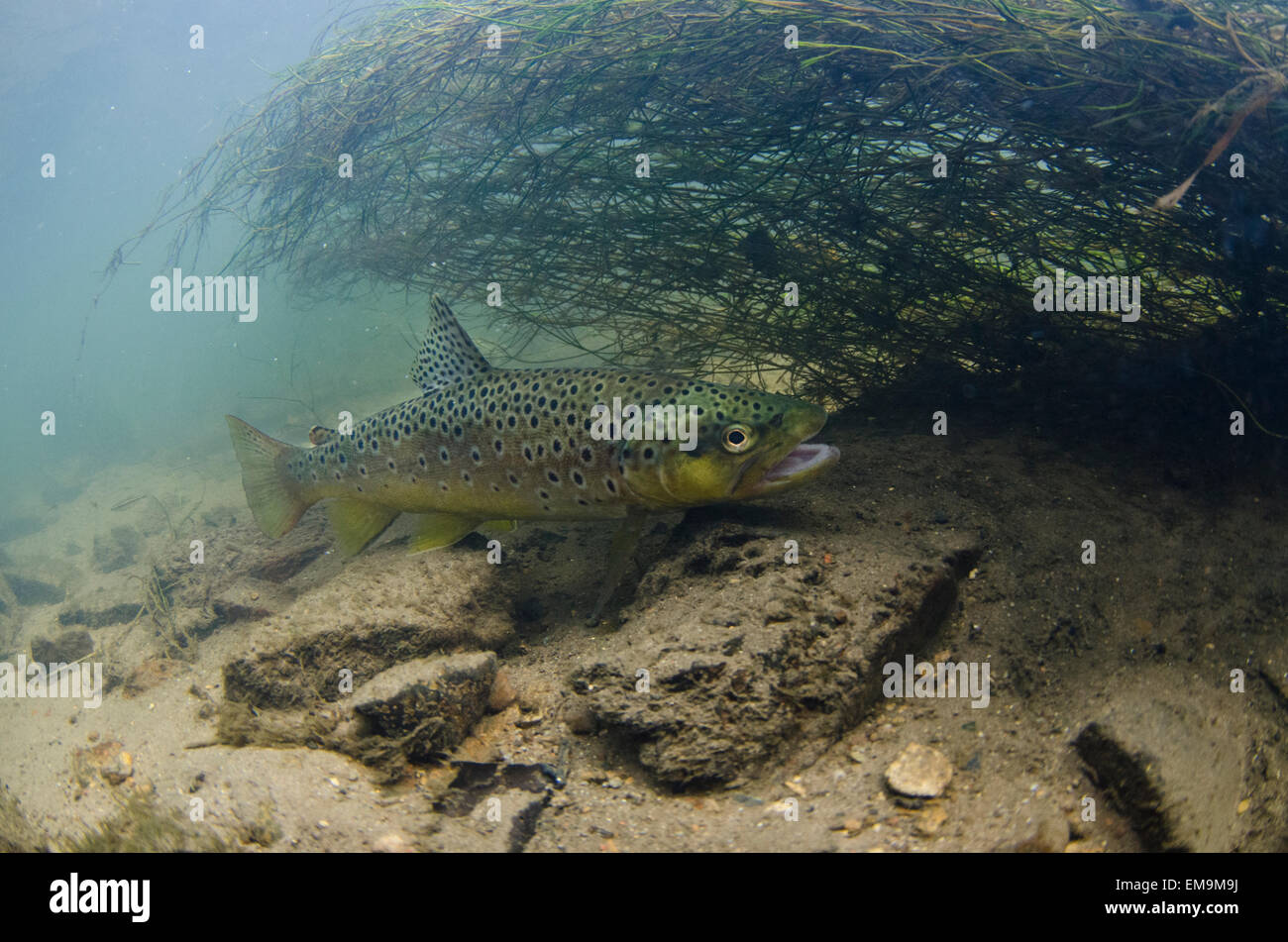 Brown Trout Stock Photo