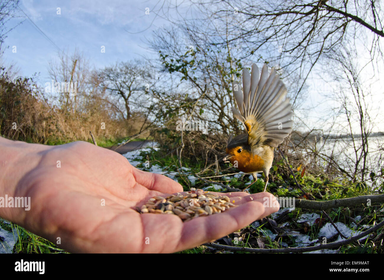 European robin - Erithacus rubecula Stock Photo