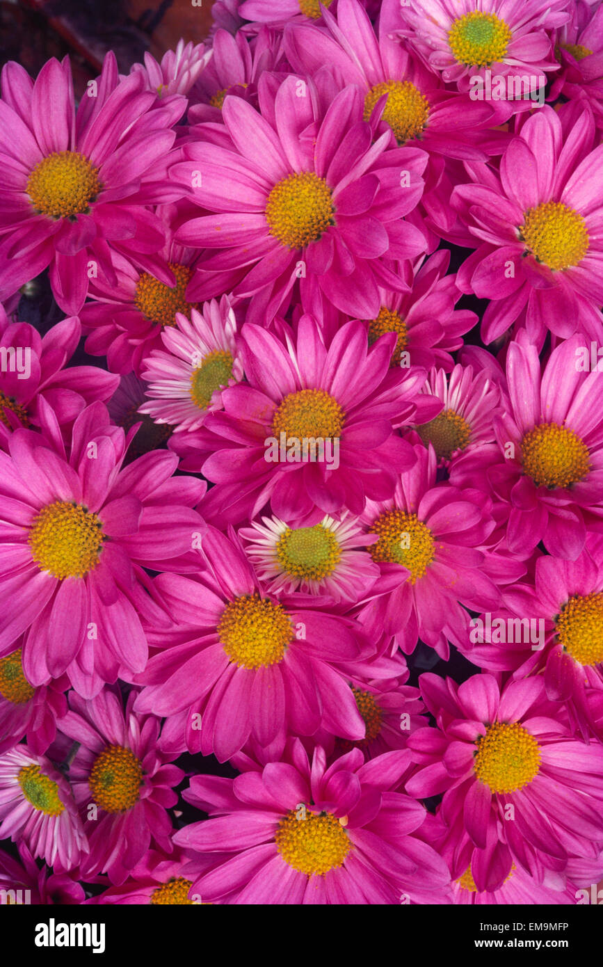 CloseUp Of A Cluster Of Pink Painted Daisies [Chrysanthemum Coccineum