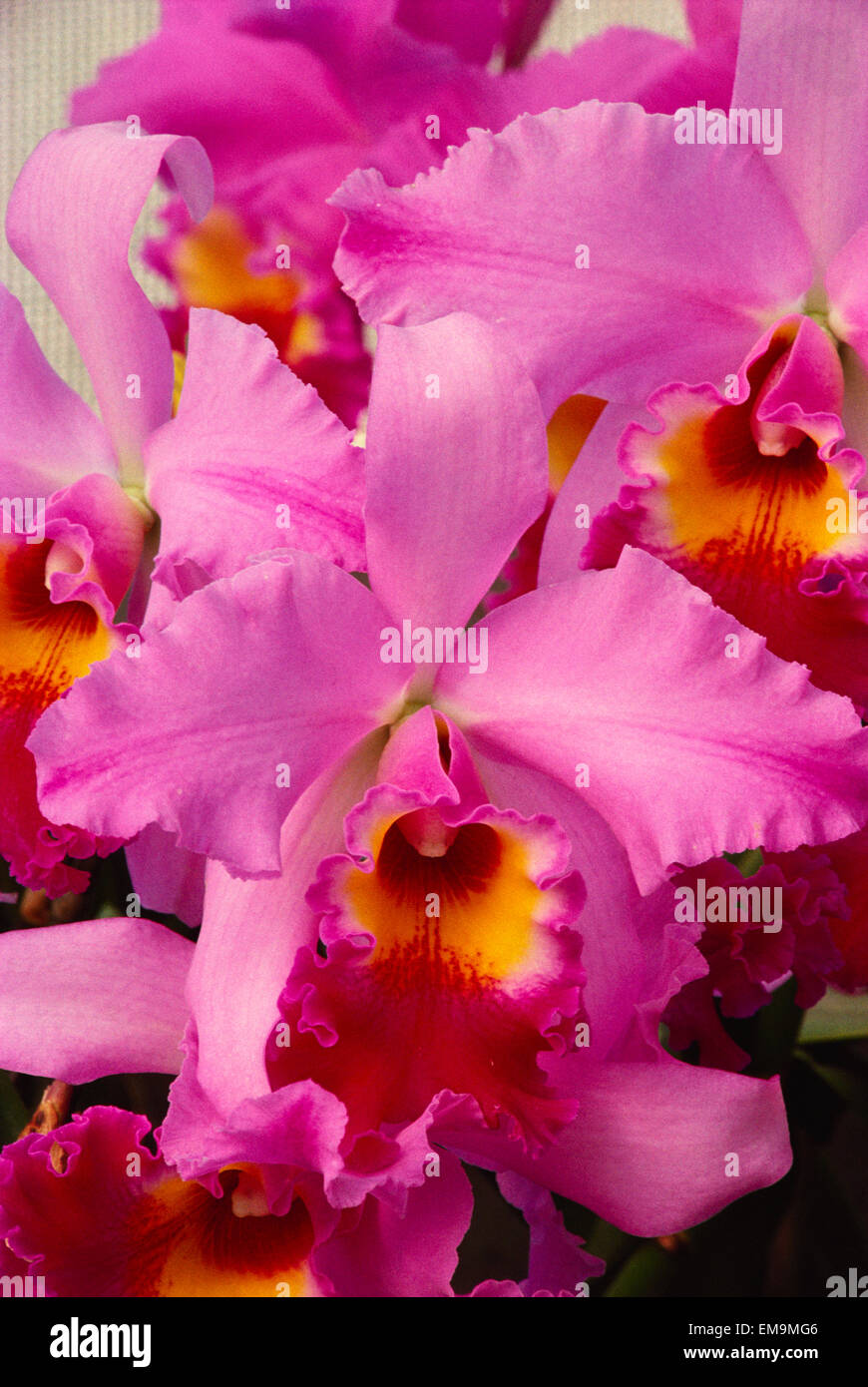Hawaii, Cluster Of Pink Cattleya Orchids. Stock Photo